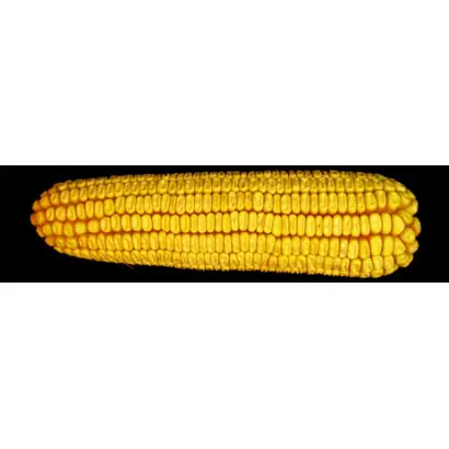 Солонянський 298 СВ