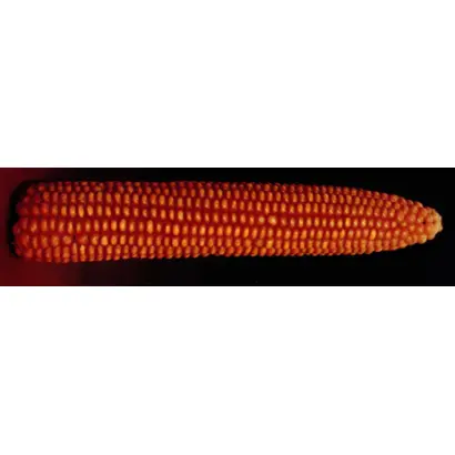 Днепровский 310 МВ