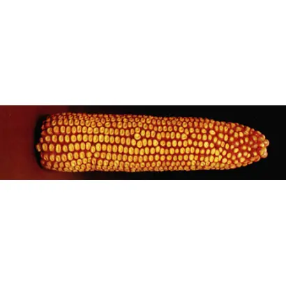 Днепровский 273АМВ