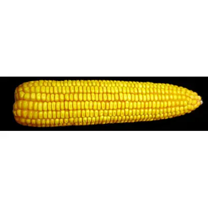 Любава 279 МВ