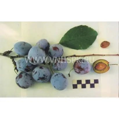 Андреевская