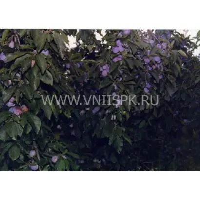 Балкарская