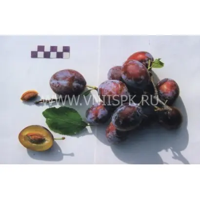 Богатырская