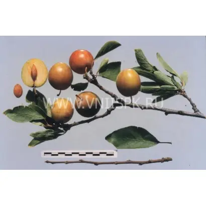 Болховчанка