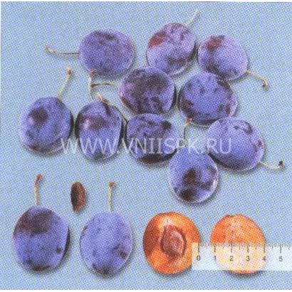 Венгерка кавказская