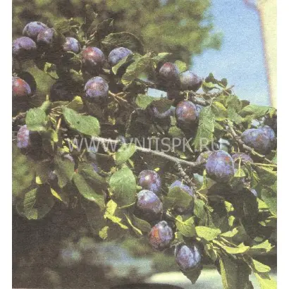 Венгерка кубанская