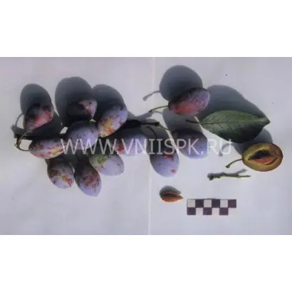 Венгерка Корнеевская