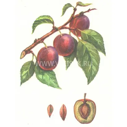 Венгерка Пулковская