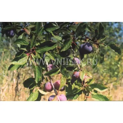 Вечерний звон