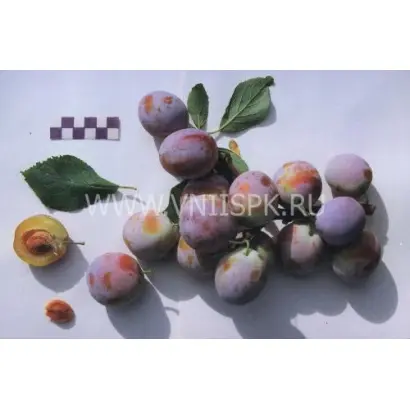 Волгоградская