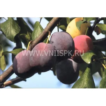 Волжская красавица