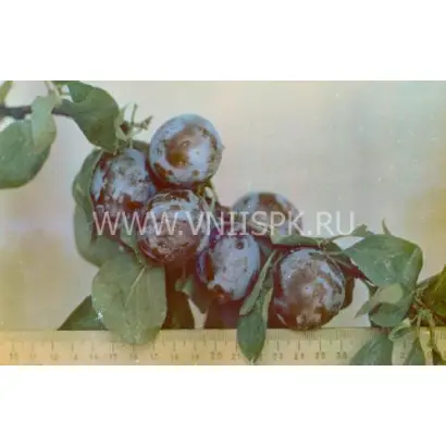 Волжская ранняя