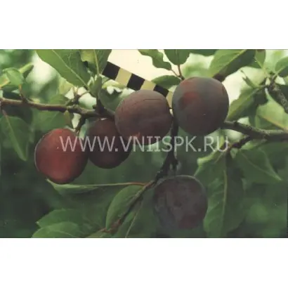 Заречная ранняя