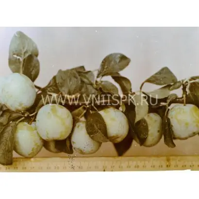 Золотистая крупная