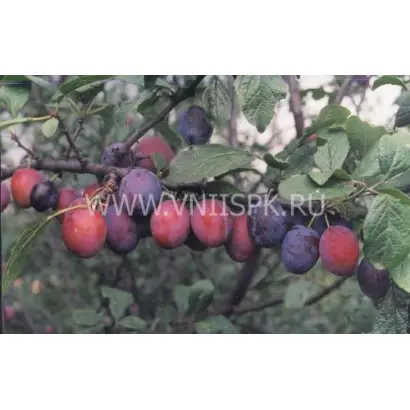 Кантемировка