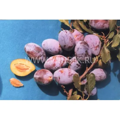 Краснодарская