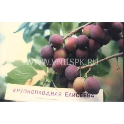 Крупноплодная Елисеева