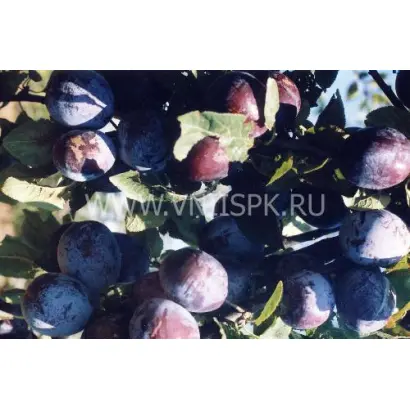 Кубанская легенда