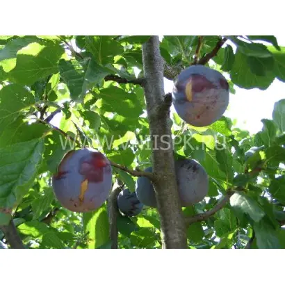 Кубанская ранняя