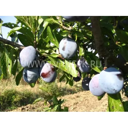 Кубанский карлик