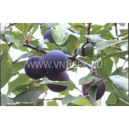 Куйбышевская синяя