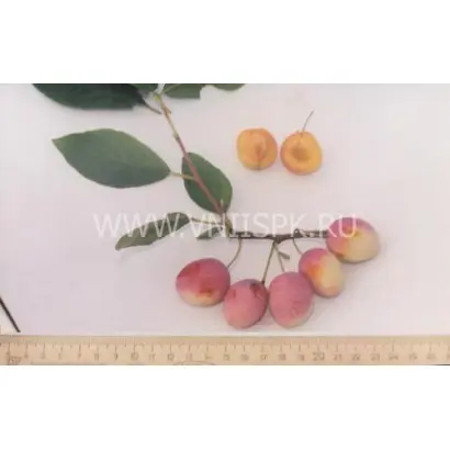 Память Тимирязева