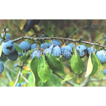 Память Финаева