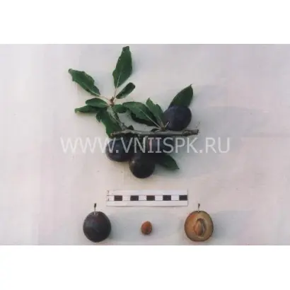 Память Хасанова