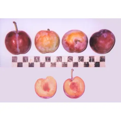 Предгорная