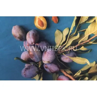 Прикубанская