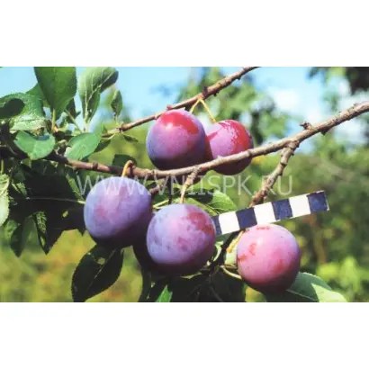 Ренклод Курсакова