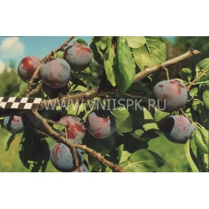 Ренклод Мичуринский