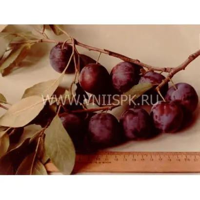 Ренклод саратовский