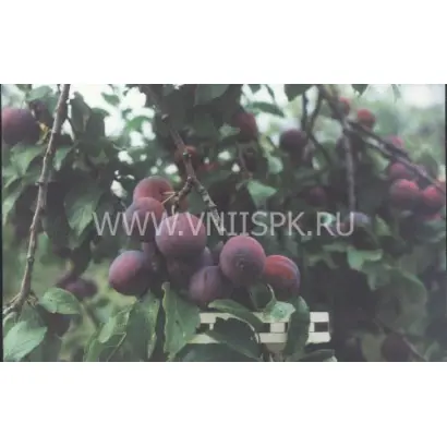 Ренклод теньковский