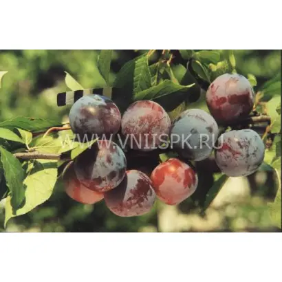 Ренклод Харитоновой