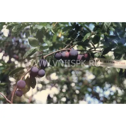 Ренклод Щербинский