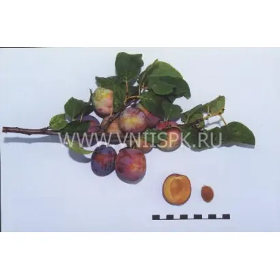 Россошанская крупноплодная