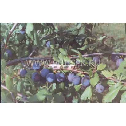 Сверхранняя