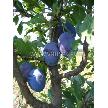 Синяя птица