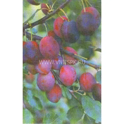 Скороспелка красная