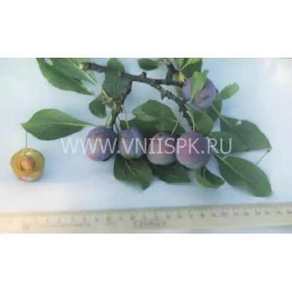 Сухановская