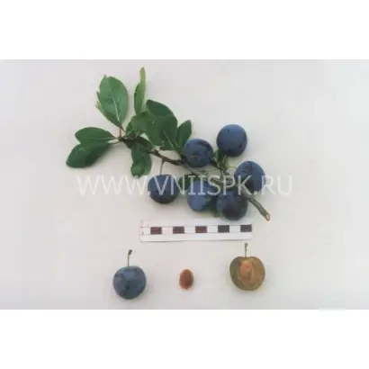 Теньковская голубка