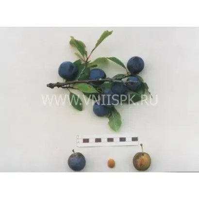 Теньковская синяя