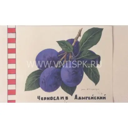 Чернослив адыгейский