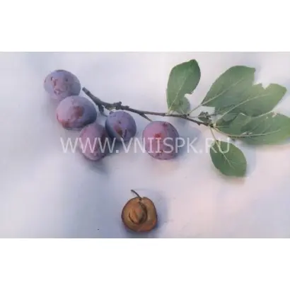 Яичная синяя