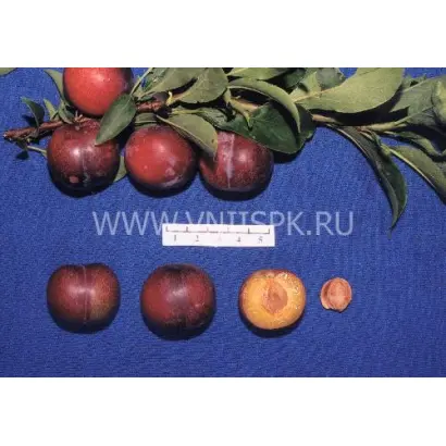 Амурская ранняя