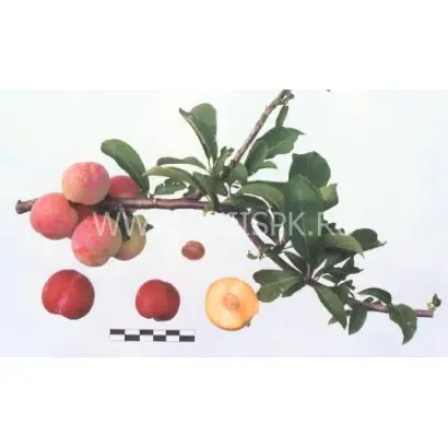 Байкальская