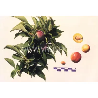 Бурятская юбилейная