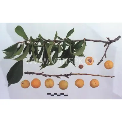 Ваулинская