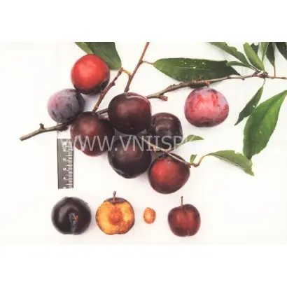 Вировская ранняя